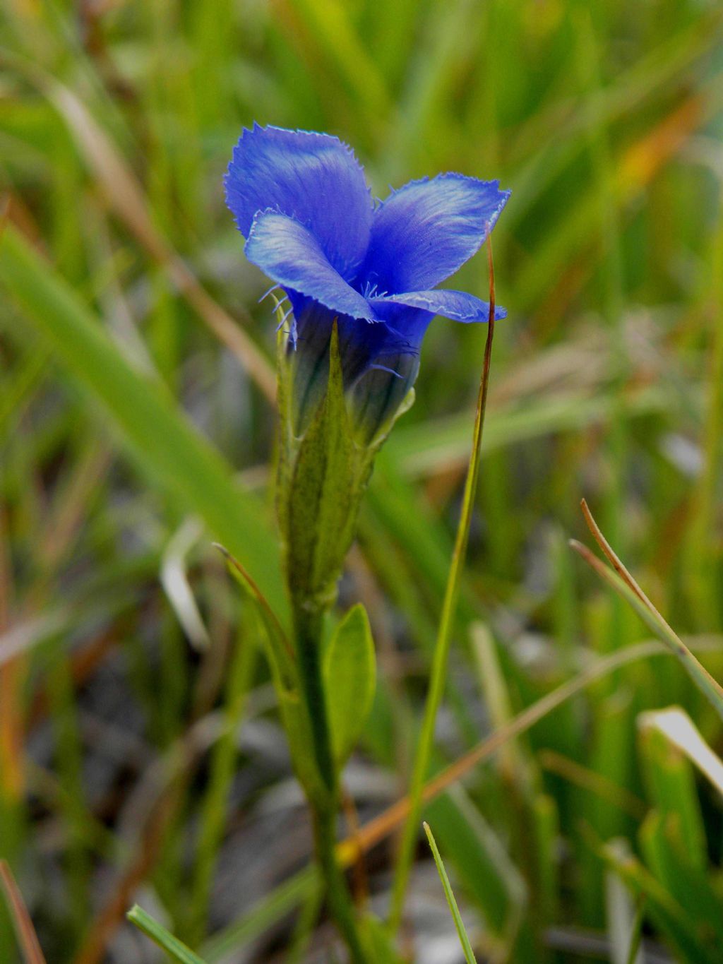 Gentianopsis ciliata